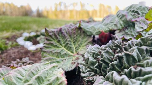 Close-up of succulent plants on field