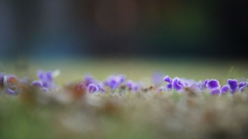 Close-up of purple flowering plant