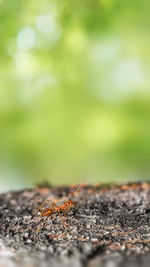 Close-up of ant on ground