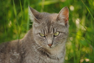 Close-up portrait of a cat