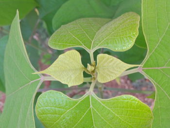 Close-up of leaves