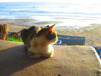 Close-up of cat sitting against sky