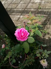 Close-up of pink flowers blooming outdoors