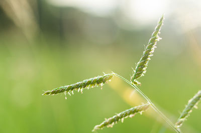 Close-up of insect on grass