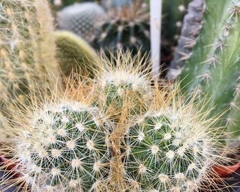 Close-up of cactus plant