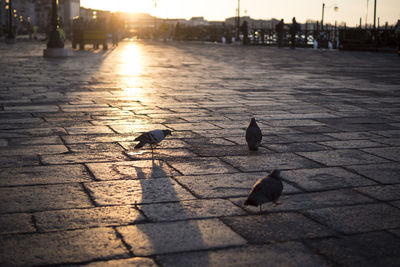 Pigeons on footpath in city