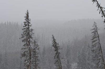 Pine trees on snow covered land
