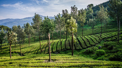 Scenic view of agricultural field against sky