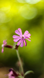 Close-up of pink flower