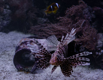 Close-up of fish swimming in sea