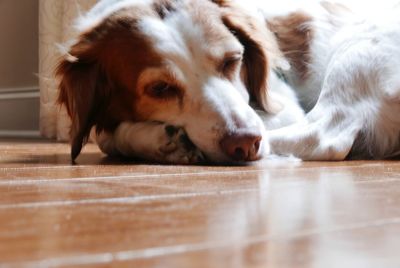 Close-up of dog resting on floor at home