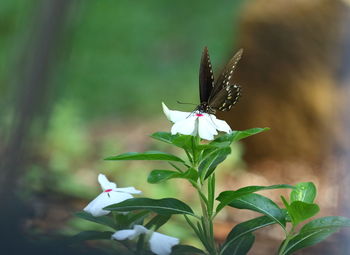 Close-up of butterfly on plant