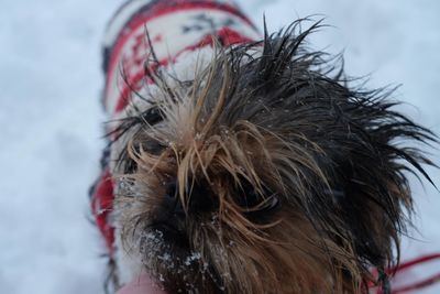 Close-up of dog