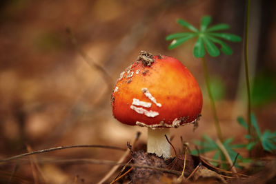 Red fly agaric in autumn forest. poisonous mushroom. amanita muscaria, close up