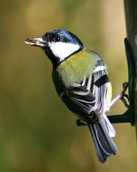 Close-up of bird perching on branch