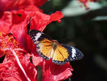 Close-up of butterfly pollinating on red flower