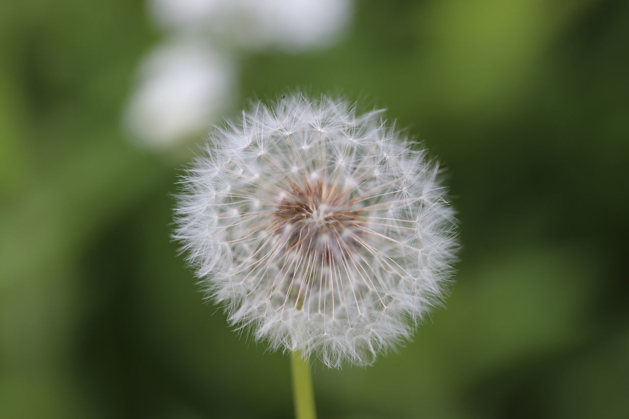 CLOSE-UP OF DANDELION