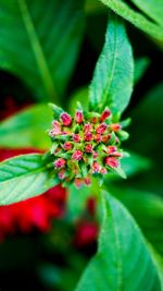 Close-up of pink flower