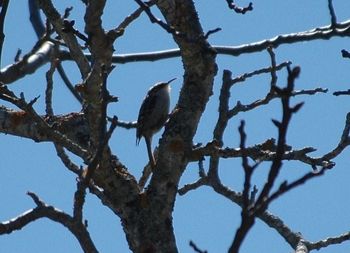 Low angle view of birds perching on tree