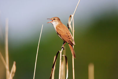 Great reed warbler singing in reeds