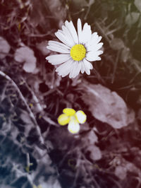 Close-up of yellow flower blooming outdoors