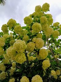 Low angle view of flowering plant against sky