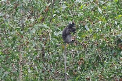 Low angle view of monkey on tree