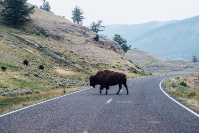 American bison walking on road