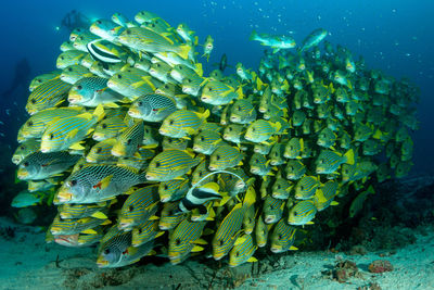 Fish swimming in sea