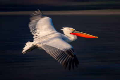 Close-up of pelican flying against sky