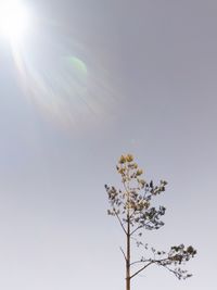 Low angle view of flowering plant against clear sky