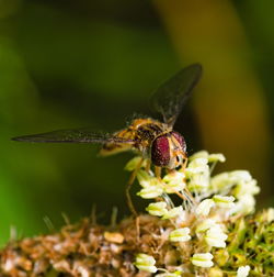 Close-up of insect pollinating on flower