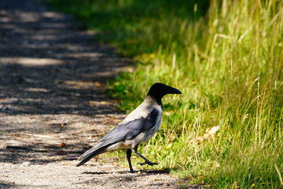 Bird perching on a field