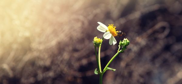 Close-up of yellow flowering plant