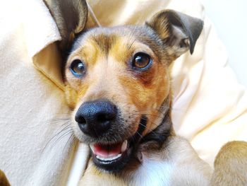 Close-up portrait of dog on bed