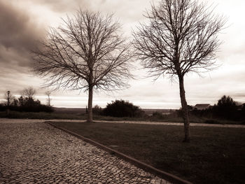 Bare tree on field against sky