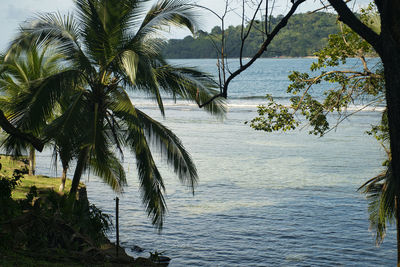 Palm trees by sea against sky