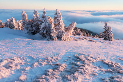 Trees on snow covered land against sky during sunset
