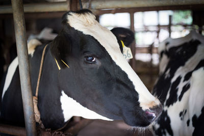 Close-up of cow