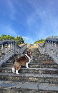 Breed of dog. shetland sheepdog or sheltie