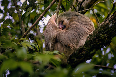 Sloth in a tree in puerto limón, costa rica.