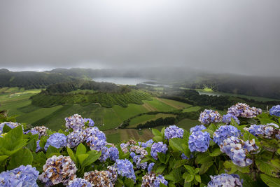 View of flowering plants on landscape against sky