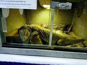 Lizard in cabinet seen through glass