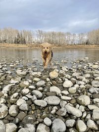 Airedale terrier running through a river