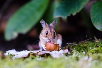 Close-up of yellow-necked mouse on grass