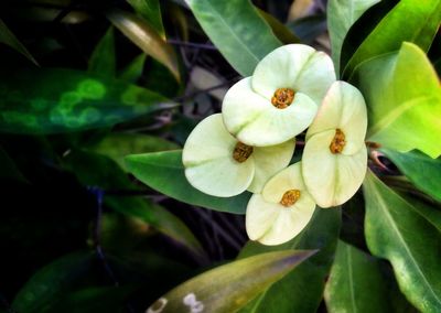 Close-up of white flowers