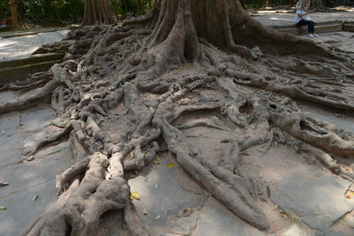 Low section of tree trunk in forest