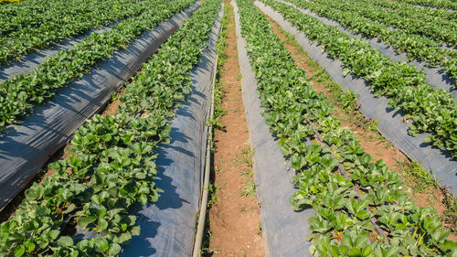 Rows of young strawberry field in chiang mai, thailand.