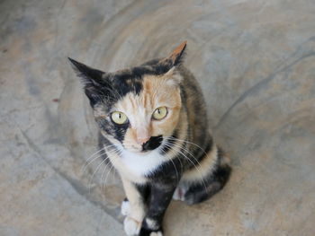 High angle portrait of cat sitting on floor