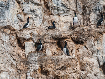 Low angle view of birds on rock